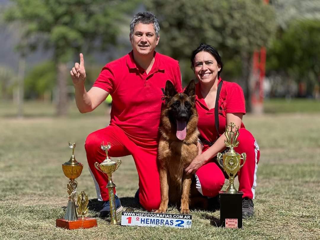 Santiago del Estero será sede nuevamente de la exposición nacional de  perros ovejero alemán - 