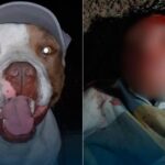 Intentó robar una casa y un pitbull lo atacó ferozmente: terminó hospitalizado y detenido